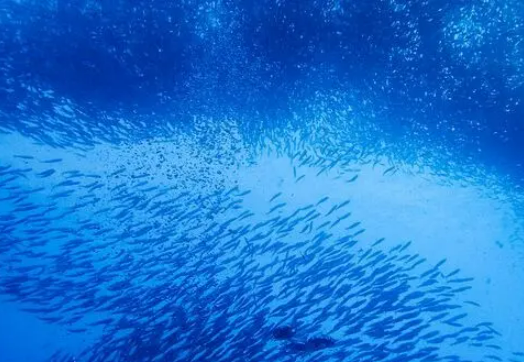 海水水质监测数据